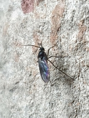 Sciaridae