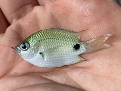 Abudefduf sparoides
