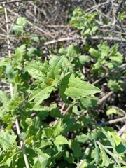 Bebbia atriplicifolia