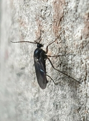 Sciaridae