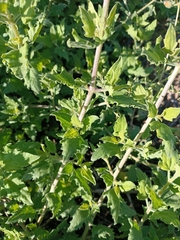 Bebbia atriplicifolia