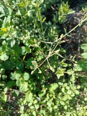 Bebbia atriplicifolia