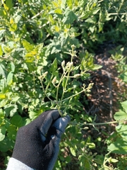 Bebbia atriplicifolia