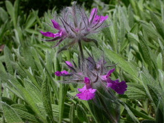 Stachys lavandulifolia