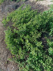 Bebbia atriplicifolia