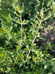 Bebbia atriplicifolia