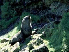 Arctocephalus gazella