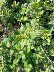 Bebbia atriplicifolia