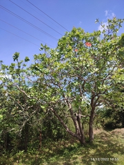 Anacardium occidentale