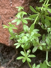 Galium murale
