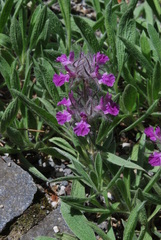 Stachys lavandulifolia