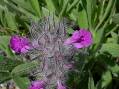 Stachys lavandulifolia