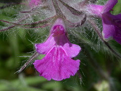 Stachys lavandulifolia