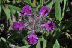 Stachys lavandulifolia