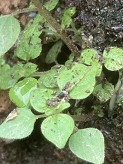 Parietaria floridana