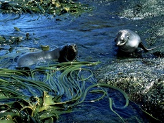 Arctocephalus gazella