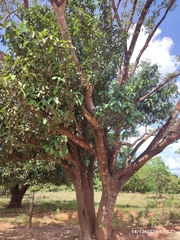 Hymenaea courbaril