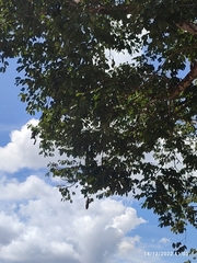 Hymenaea courbaril