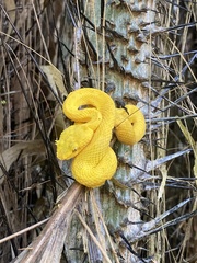 Bothriechis schlegelii