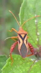 Crinocerus sanctus
