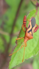 Crinocerus sanctus