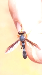 Physocephala