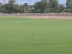 Charadrius vociferus