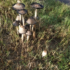 Coprinus comatus
