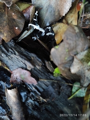 Xylaria hypoxylon
