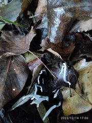 Xylaria hypoxylon