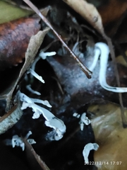 Xylaria hypoxylon