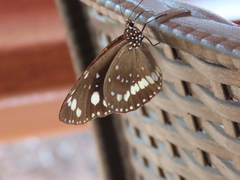 Euploea core corinna