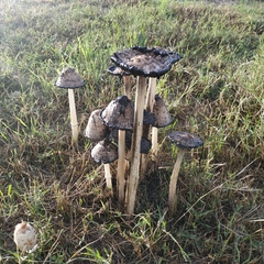 Coprinus comatus