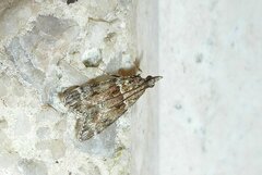 Eudonia mercurella