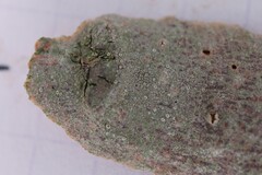 Lecanora