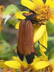 Lycus palliatus