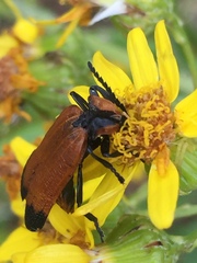 Lycus palliatus