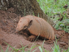 Euphractus sexcinctus