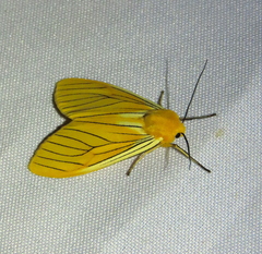 Pseudischnocampa nervosa