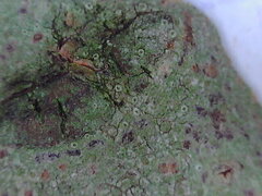 Lecanora