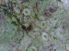 Lecanora