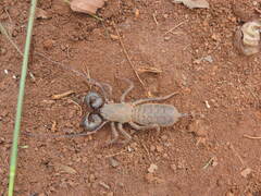 Mastigoproctus maximus