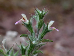 Stachystemon mucronatus