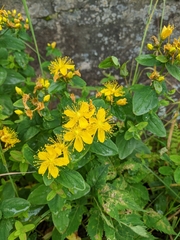 Hypericum perforatum