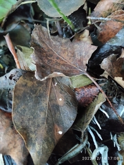 Marasmius epiphyllus