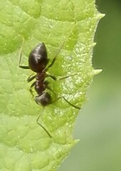 Lasius