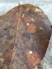 Marasmius epiphyllus