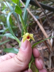 Maxillaria variabilis