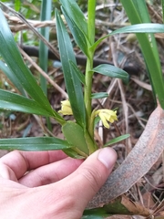 Maxillaria variabilis