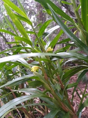 Maxillaria variabilis